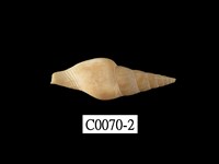 藏品(紡錘長麥螺)的圖片